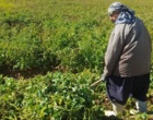 شاخ و برگ سیب‌زمینی، ظرفیتی مغفول برای تأمین خوراک دام در کردستان