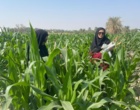 بازدید محققان گیاه‌پزشکی مرکز تحقیقات بلوچستان از مزارع ذرت منطقه پشت رودخانه ایرانشهر