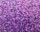 روستای «ارجستان» سرعین؛ پیشتاز اجرای کشاورزی حفاظتی و مصرف بهینه کود در دیمزارها