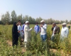 برگزاری روز مزرعه الگویی کشت کنجد در منطقه جلگه چاه هاشم شهرستان دلگان
