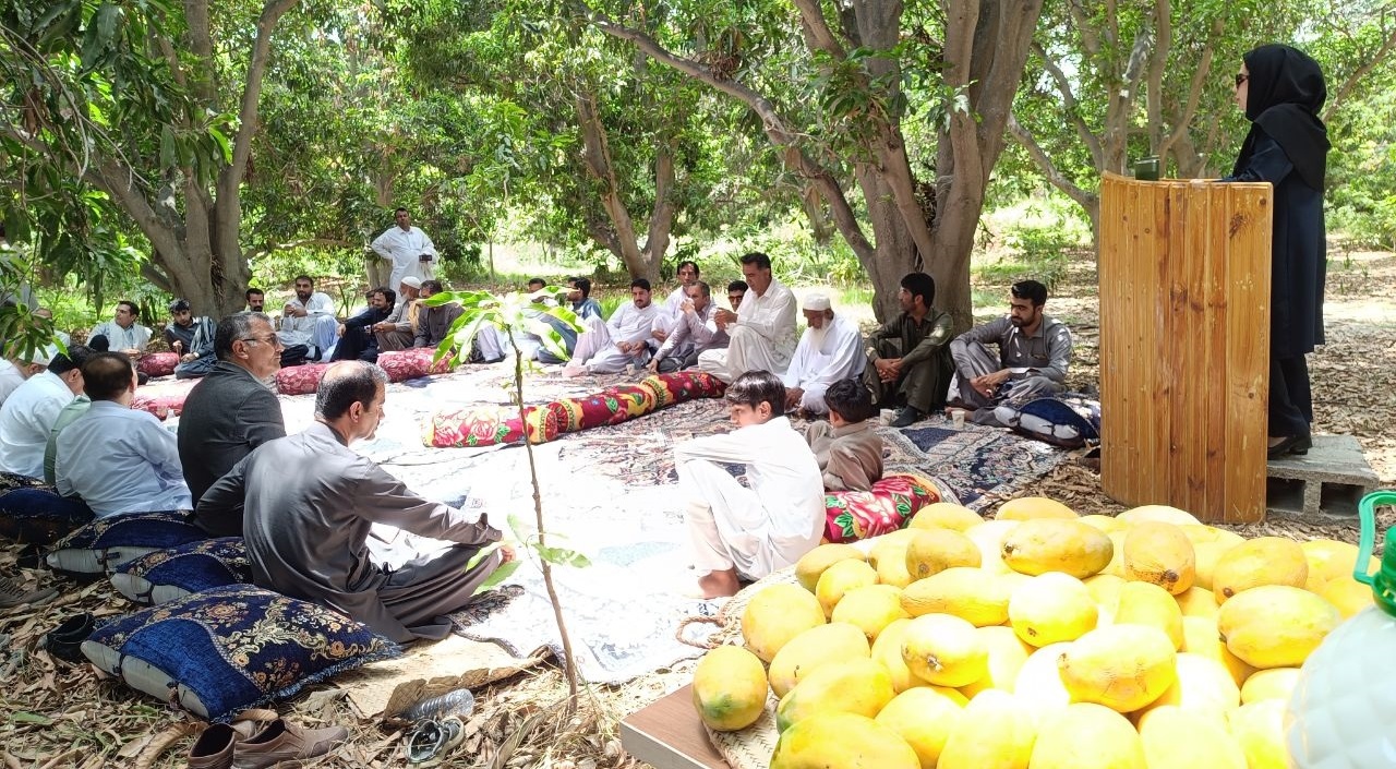 برگزاری برنامه ترویجی روز مزرعه انبه در شهرستان قصرقند استان سیستان و بلوچستان