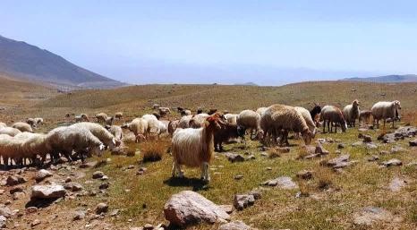 پتانسیل افزایش ۲۵ درصدی درآمد عشایر با بهینه‌سازی پرورش گوسفند مغانی