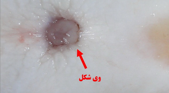 پژوهشگران انستیتو تحقیقات بین‌المللی ماهیان خاویاری فناوری بومی تشخیص زودهنگام جنسیت فیل‌ماهی را توسعه دادند