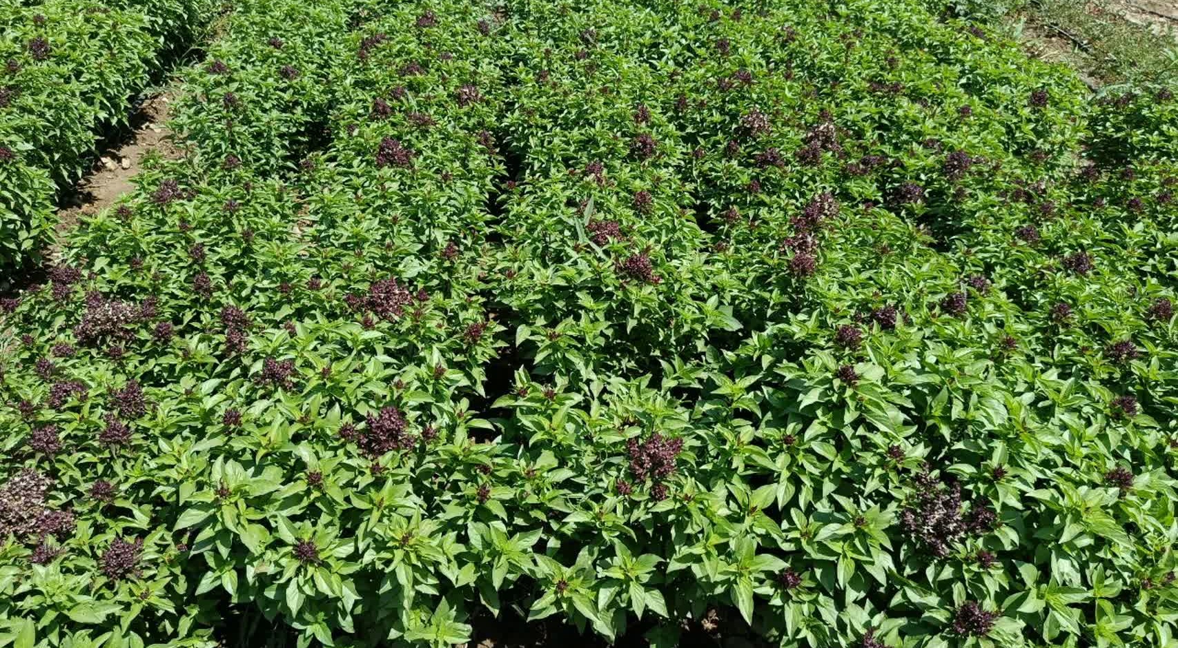 مزرعه پرورش و تکثیر گونه ای ریحان سبز بومی ایران
