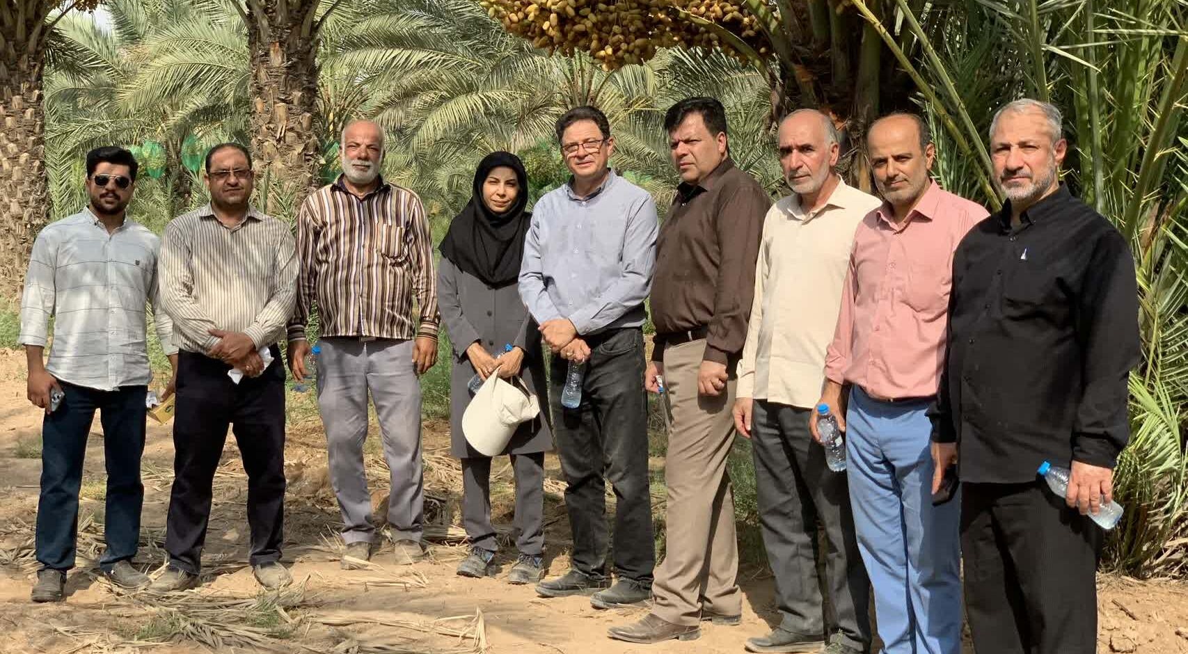 بازدید معاون برنامه‌ریزی و پشتیبانی مؤسسه تحقیقات علوم باغبانی از کلکسیون و نخلستان پژوهشکده خرما