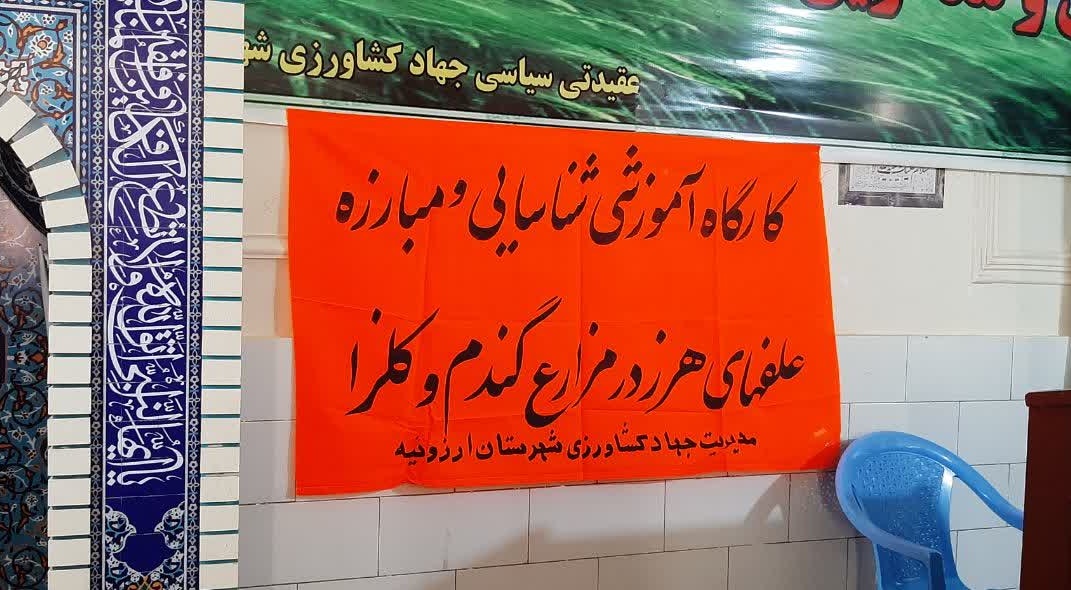 مدیریت علف‌های هرز؛ گامی مؤثر برای افزایش بهره‌وری مزارع گندم ارزوئیه
