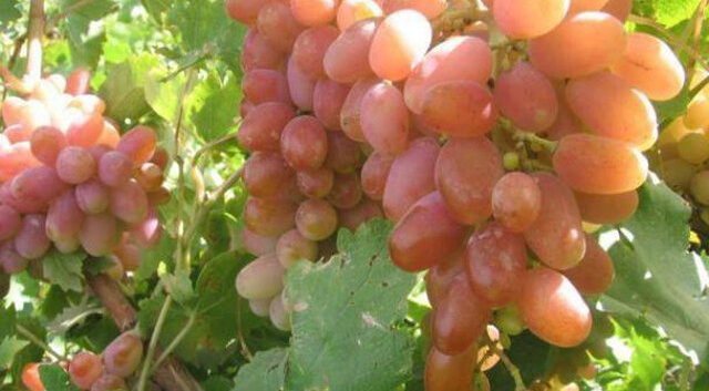 وجود ۸۰ نوع انگور در خراسان شمالی