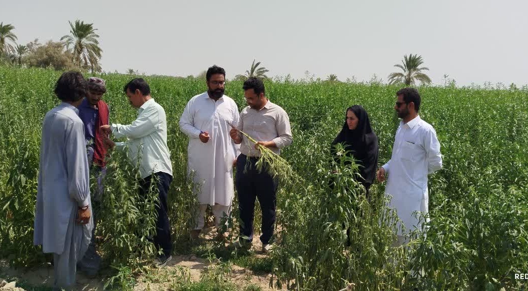 بازدید از مزارع کنجد ایرانشهر دارای علائم پژمردگی