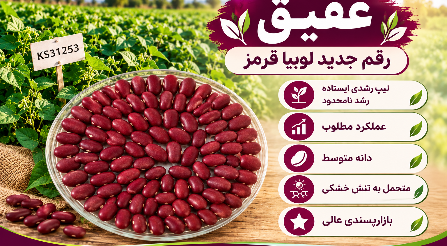 عقیق؛ رقم جدید لوبیا قرمز برای افزایش تولید و بهبود بهره‌وری آب