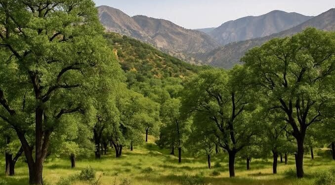 ۱۵ هزار هکتار از جنگل‌های زاگرسی خوزستان برای مقابله با آفات پایش شد