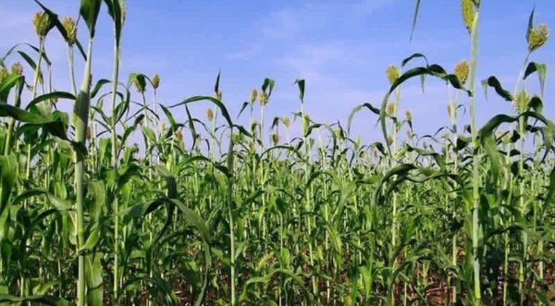 بازار و تقاضا، حلقه مفقوده توسعه سورگوم و ارزن علوفه‌ای است