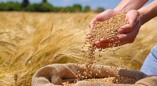 بذور اصلاح شده، تضمین‌کننده امنیت غذایی و تاب‌آوری کشاورزی