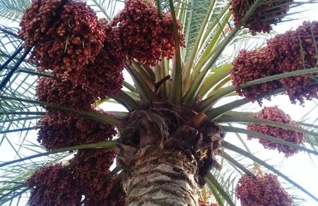 به مناسبت ۲۵ شهریور روز ملی خرما