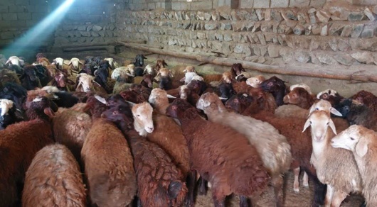 پرواربندی علمی بره‌ها، محرک توسعه اقتصادی در مناطق روستایی