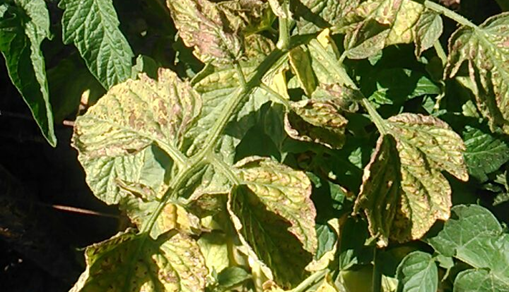 راهکارهای مقابله با کنه حنایی گوجه‌فرنگی