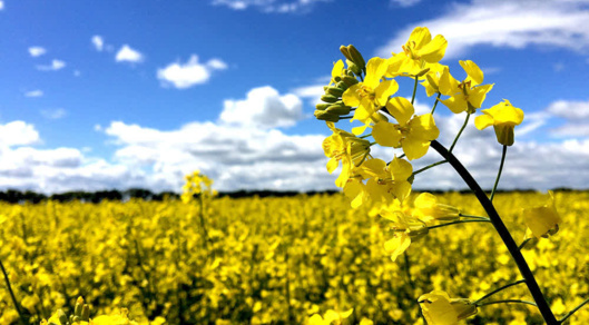 شناسایی به‌موقع بیماری‌ها؛ کلید مدیریت موفق کلزا