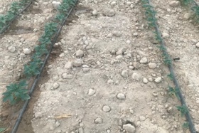 اجرای پروژه تحقیقاتی قطع آبیاری در مراحل رشدی کنجد در ایستگاه برازجان آغاز شد