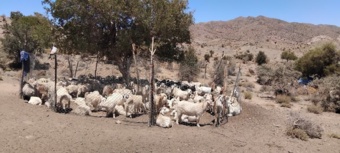 حفاظت از نژاد منحصربه‌فرد بز کرکی راینی در ایستگاه اصلاح نژاد بز به‌عنوان ذخایر ژنتیکی دامی کشور