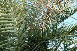 تأمین خوراک دام‌ها با استفاده از سیلاژ برگ خرمای جنوب کرمان
