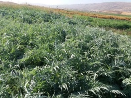 تأمین خوراک دام با استفاده از سیلاژ کنگر فرنگی