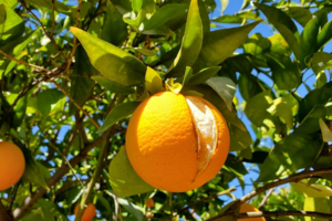 مدیریت ترکیدگی میوه مرکبات با تغذیه مناسب پتاسیم و کلسیم