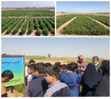کاشت گیاه سالیکورنیا با هدف تنوع‌بخشی به محصولات کشاورزی و استفاده از منابع آب بسیار شور برای تولید علوفه و دانه روغنی