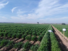 ارقام جدید گندم نان آبی «افروز» و «محلوجی»