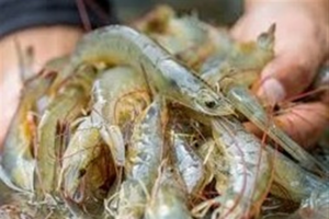 ضایعات میگو خوراک دام و مکمل می‌شود