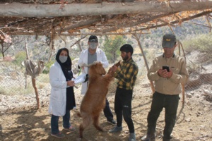 ثبت ملی بز سرخ جبال بارز کلید خورد