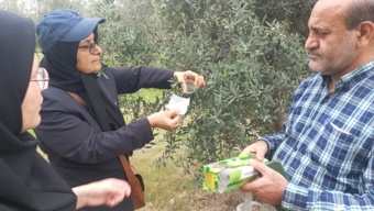 عملیات رهاسازی زنبور براکون در باغ مرکز تحقیقات کشاورزی گلستان اجرا شد