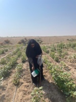 پایش میدانی آفات خرما و پنبه