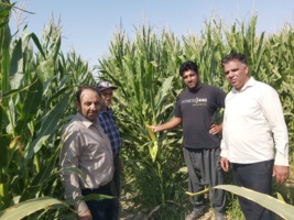 بازدید میدانی از مزارع ذرت شهرستان ارزوئیه