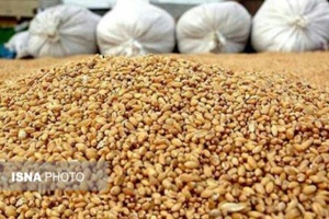 دستیابی به دانش فنی تولید جایگزین بومی کنجاله سویا با استفاده از ضایعات کشاورزی