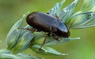 آفت سوسک سیاه و قهوه‌ای گندم را جدی بگیرید