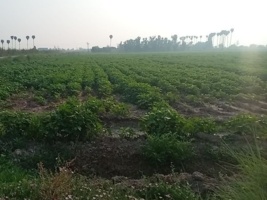 کنترل علف‌های هرز؛ چالشی کلیدی در افزایش تولید ماش و لوبیا چشم‌بلبلی