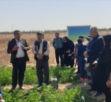 افزایش تولید دانه کینوا با بهینه سازی و مدیریت مصرف منابع آب و خاک