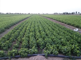 روش کشت روی پشته؛ روشی مؤثر در افزایش عملکرد و کاهش هزینه‌های تولید لوبیا