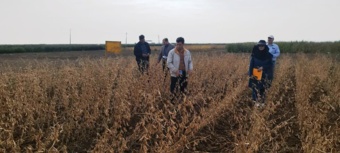 ثبت ارقام هسته‌ای سویا برای کاهش وابستگی به واردات