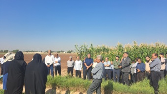 ترویج کشت ارقام جدید و پرمحصول ذرت