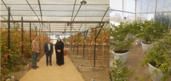 بازدید از طرح‌های گلخانه‌ای انگور خارج از فصل در خراسان رضوی
