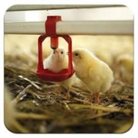 آموزش روش‌های مدیریت بهینه مصرف انرژی در واحدهای پرورش طیور