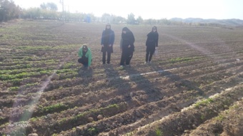 بازدید از مزارع کلزا شهرستان مانه