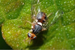 هورمون‌های گیاهی علیه مگس زیتون