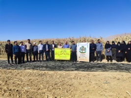 برگزاری روز مزرعه در مزارع ذرت شهرستان ارزوئیه استان کرمان