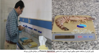 مشاهده میگوی کروما (ژاپنی) برای نخستین‌بار در سواحل مکران_– بیردف