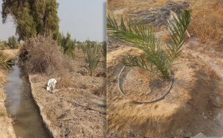 برگزاری کارگاه آموزشی - ترویجی بهره‌وری آب در کشاورزی