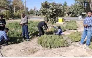 آماده سازی و بهره برداری هنرجویان هنرستان از گلخانه های مستقر در مرکز