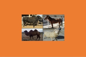 حفظ نژادهای بومی دام‌های ایران ضامن امنیت غذایی و توسعه پایدار است