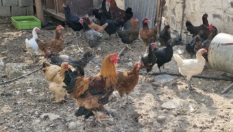 بازدید تخصصی از فعالیت‌های نوآورانه کشاورزی و دامپروری در دشتستان