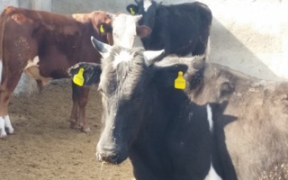 نشست تخصصی بررسی وضعیت هویت گذاری و حمل‌ونقل دام در استان بوشهر